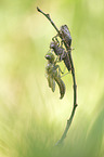 four-spotted chaser