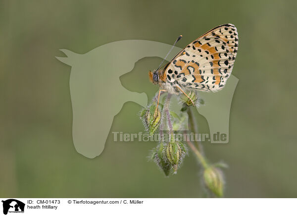 Scheckenfalter / heath fritillary / CM-01473
