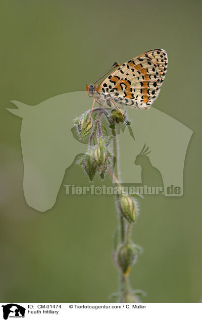 Scheckenfalter / heath fritillary / CM-01474