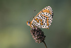 heath fritillary