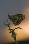 heath fritillary