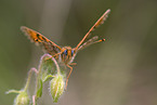 heath fritillary