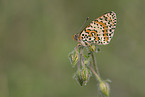 heath fritillary