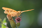 fritillary