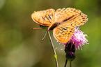 fritillary