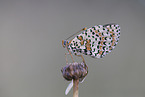 heath fritillary