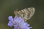 heath fritillary