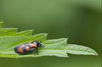 froghopper