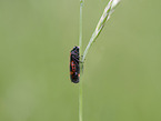 froghopper