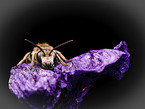 furrow bee