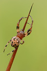 spider