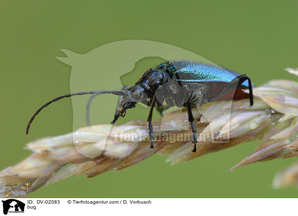 bug / DV-02083