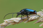 bug