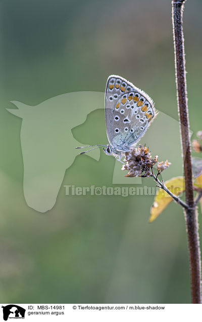 Storchschnabel-Bluling / geranium argus / MBS-14981