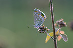geranium argus