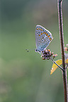 geranium argus