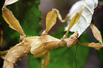 ghost insect