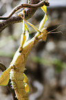 ghost insect