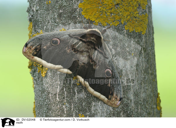 Wiener Nachtpfauenauge / moth / DV-02048