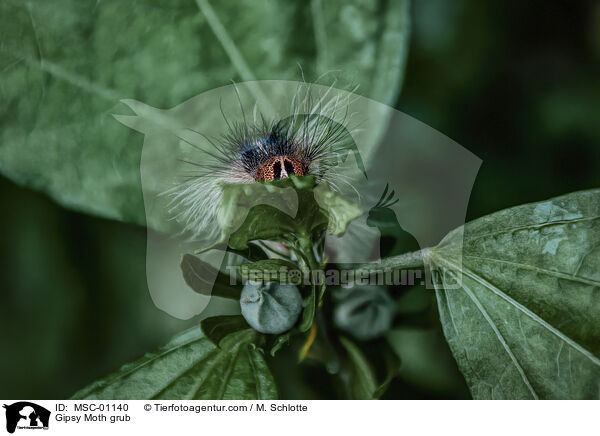 Schwammspinner Raupe / Gipsy Moth grub / MSC-01140