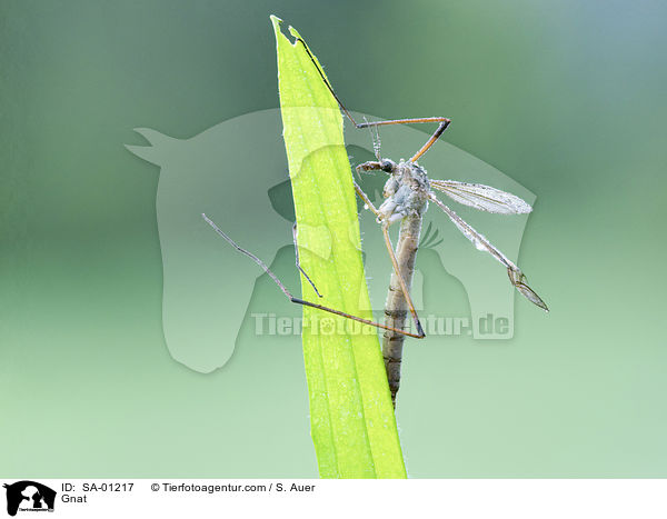 Schnake / Gnat / SA-01217