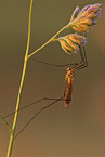 cranefly
