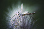 Gnat