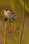 craneflies