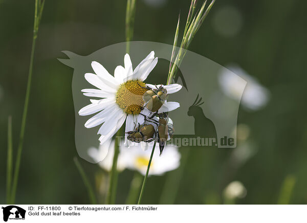 Gold dust leaf beetles / FF-11800