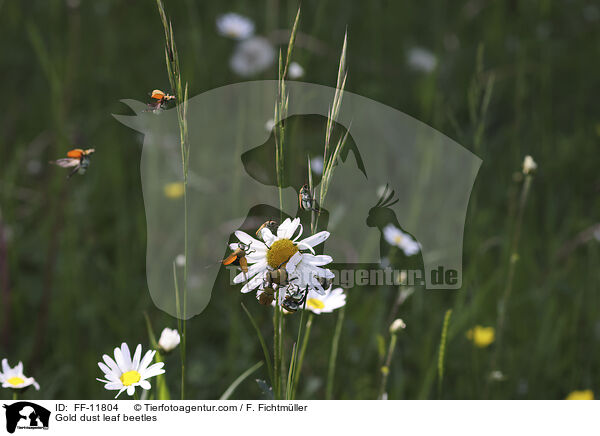 Gold dust leaf beetles / FF-11804