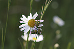 Gold dust leaf beetles