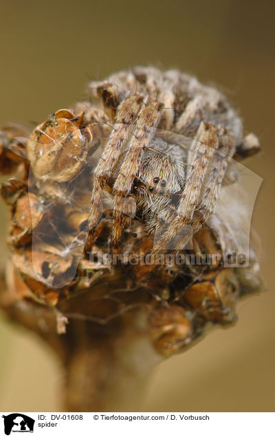 Krbchenspinne / spider / DV-01608