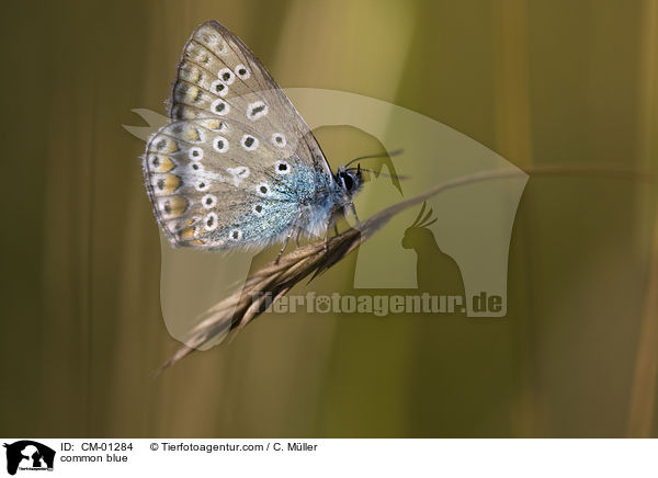 common blue / CM-01284