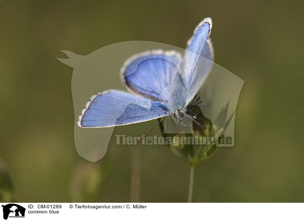 common blue / CM-01289