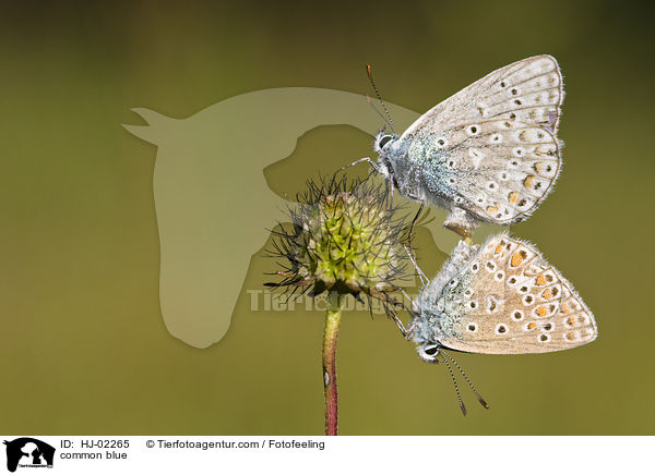 Blulinge / common blue / HJ-02265