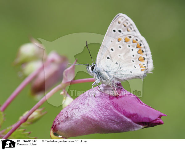 Bluling / Common blue / SA-01046