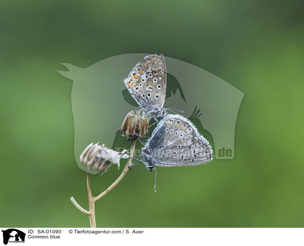 Blulinge / Common blue / SA-01090