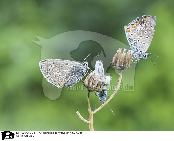 Blulinge / Common blue / SA-01091