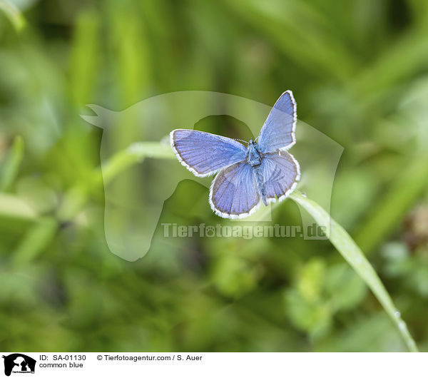 Bluling / common blue / SA-01130