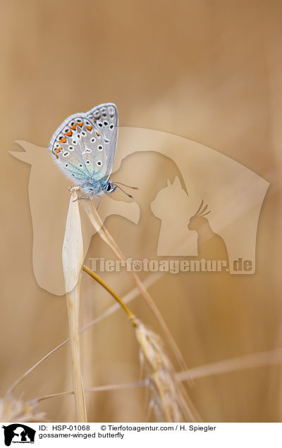 Bluling / gossamer-winged butterfly / HSP-01068