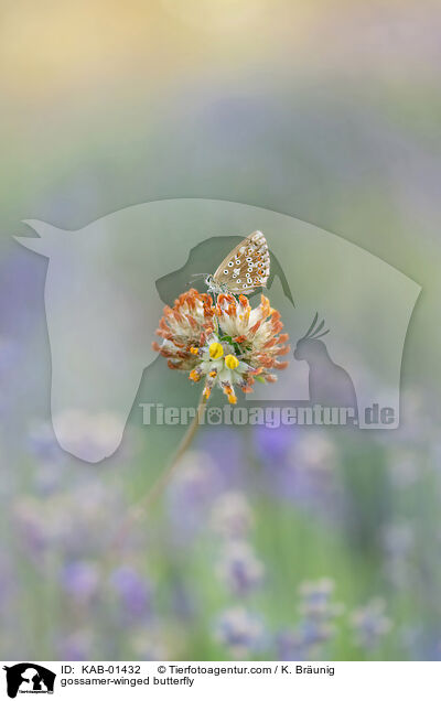 Bluling / gossamer-winged butterfly / KAB-01432