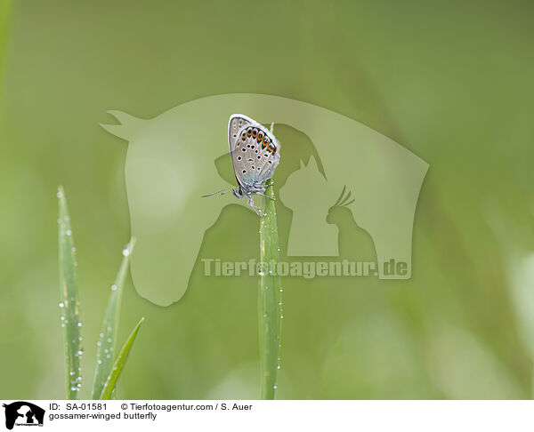 Bluling / gossamer-winged butterfly / SA-01581