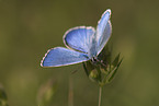 common blue