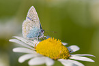 common blue