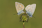common blue