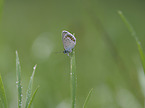 Common blue