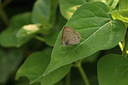 common blue
