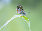 Common blue
