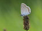 common blue