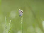 gossamer-winged butterfly